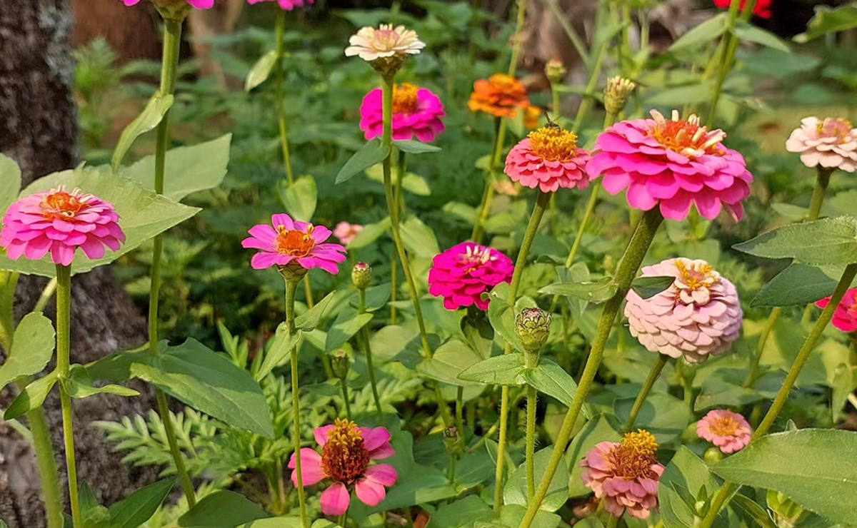8 flores que explodem em cores na primavera e transformam o jardim