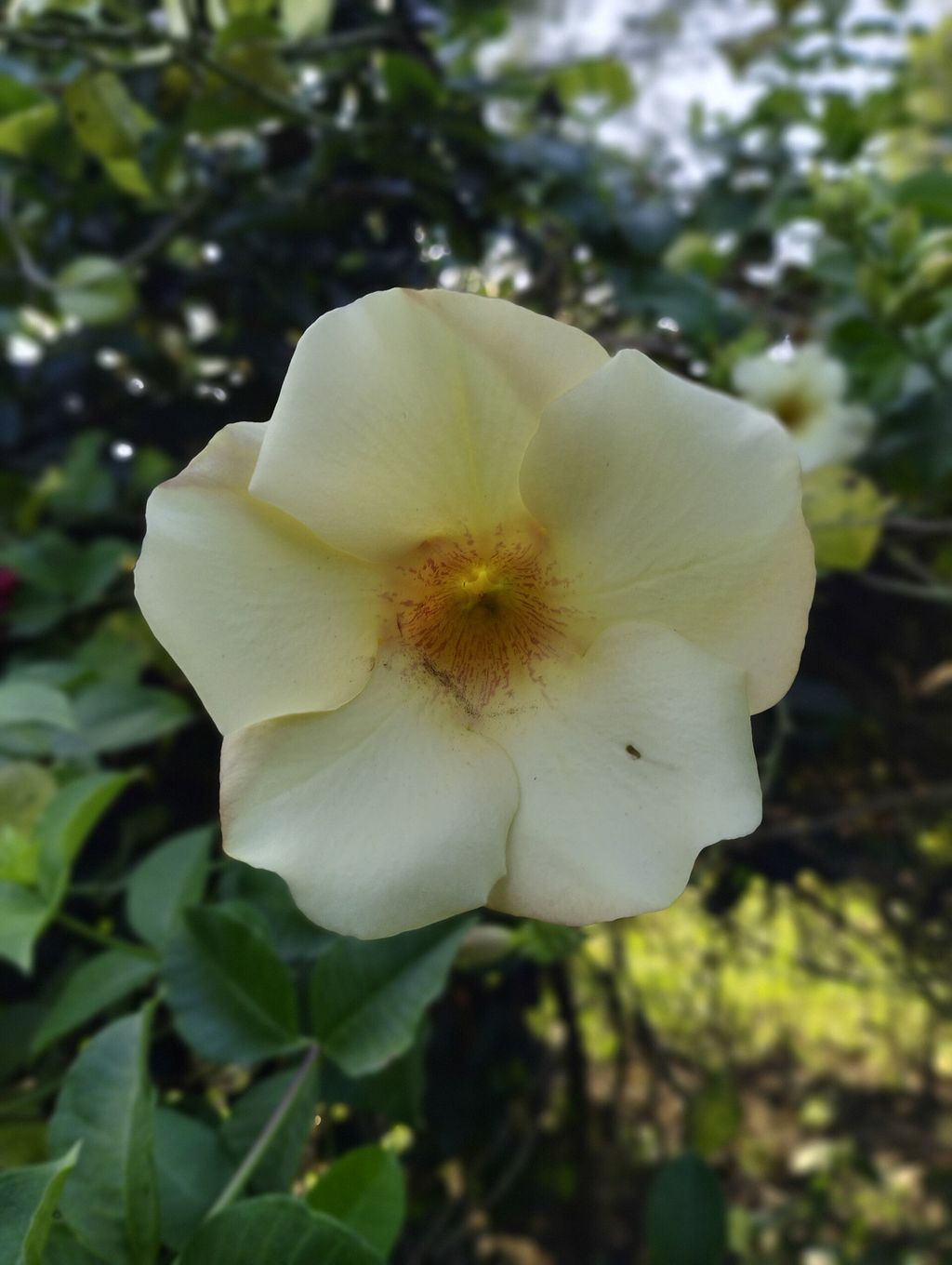 Alamanda: toxicidade, suporte e poda da trepadeira amarela