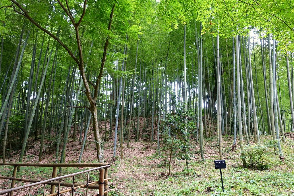 Bambu mossô no quintal: cuidados, riscos e espaço