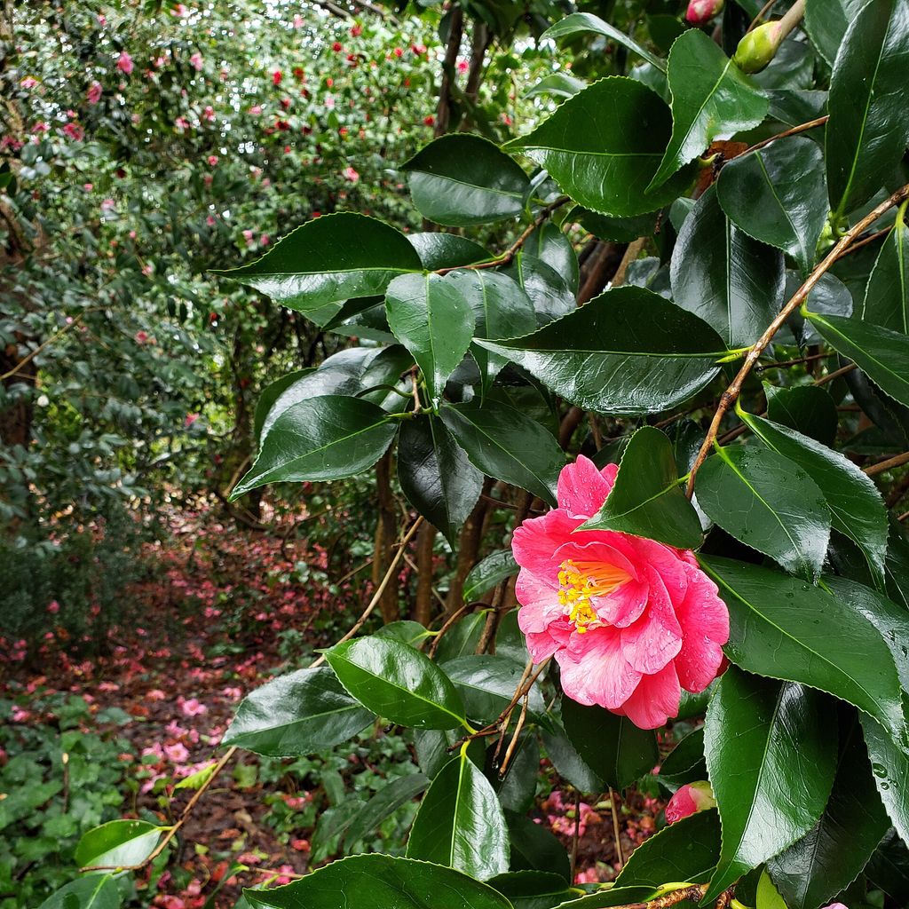 Camélia: solo ácido, meia sombra e floração de inverno