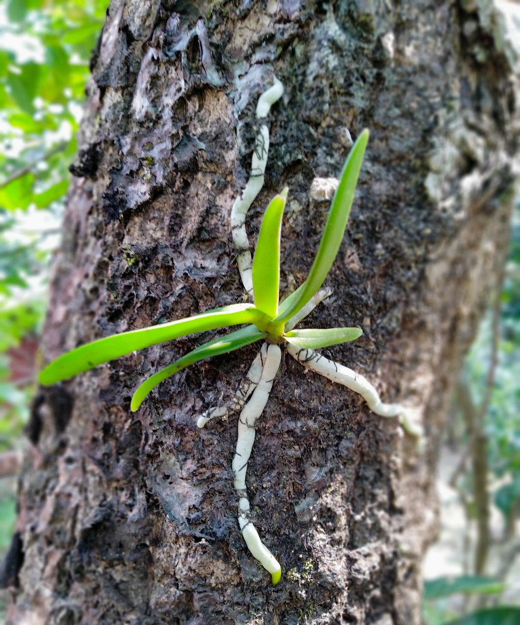 Como Cuidar da Orquídea Vanda com Raiz Nua