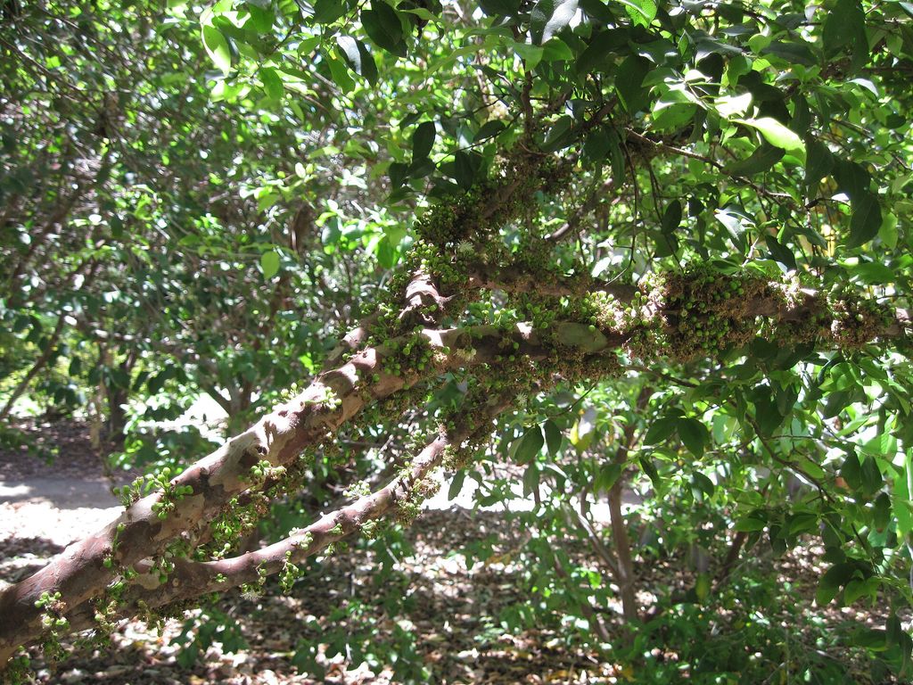 Como Cuidar de Jabuticabeira e Tempo Para Dar Frutos