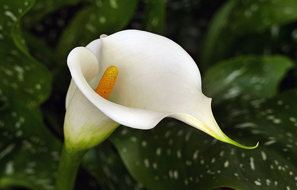Copo de leite: a flor que gosta de solo encharcado