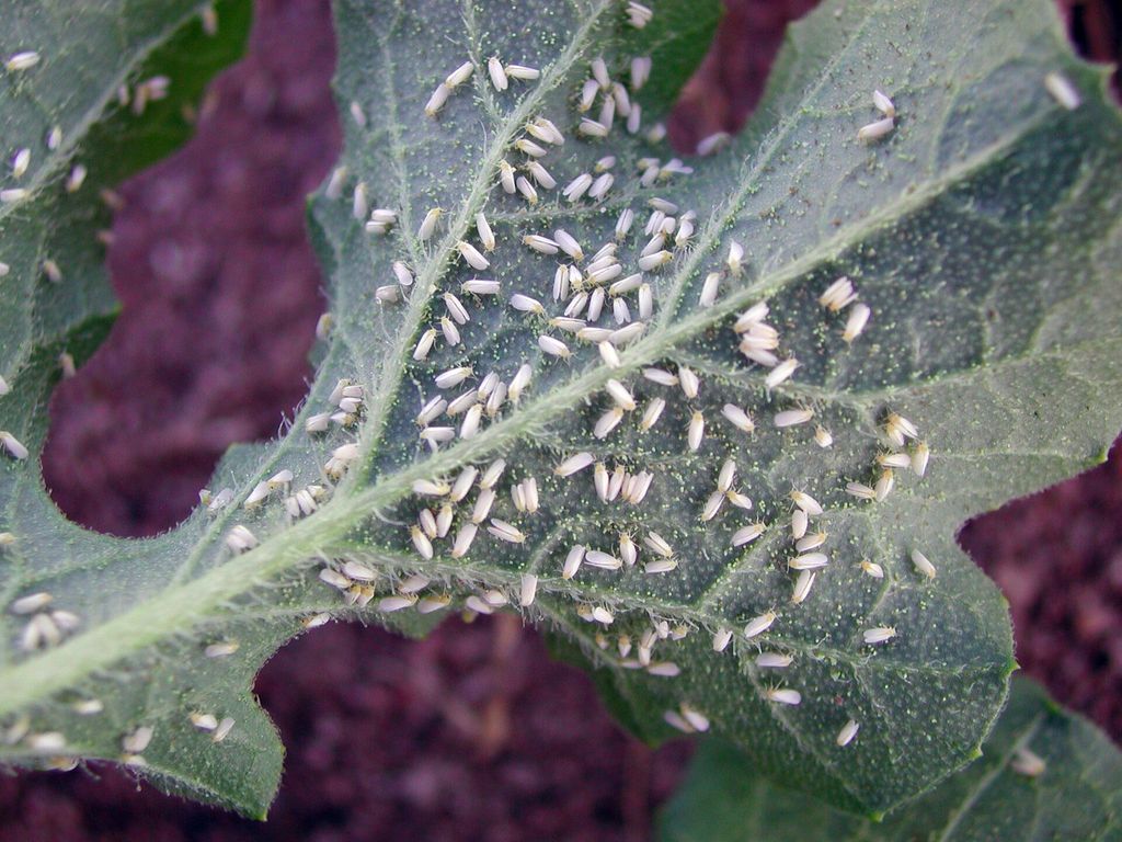 Mosca branca: como identificar e tratar nas plantas