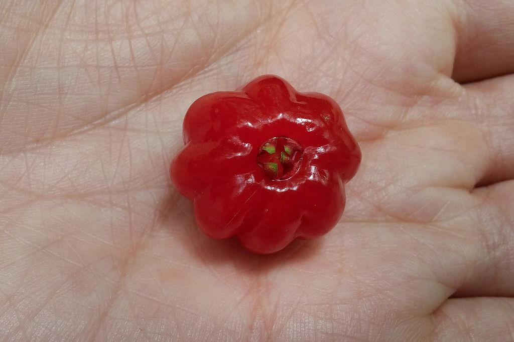 Pitangueira: cultivo em vaso, poda e uso como cerca viva