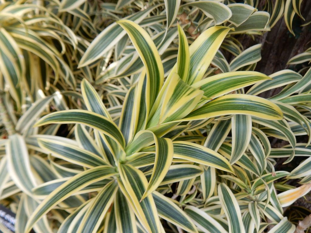 Pleomele: cuidados, luz e diferença para as dracenas
