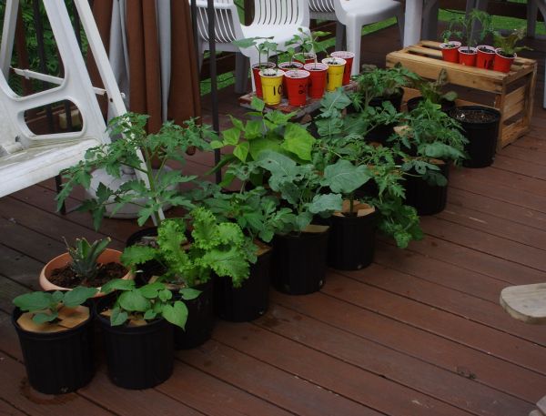 Parede Verde Descomplicada: Jardim Vertical para Transformar Muros no Quintal