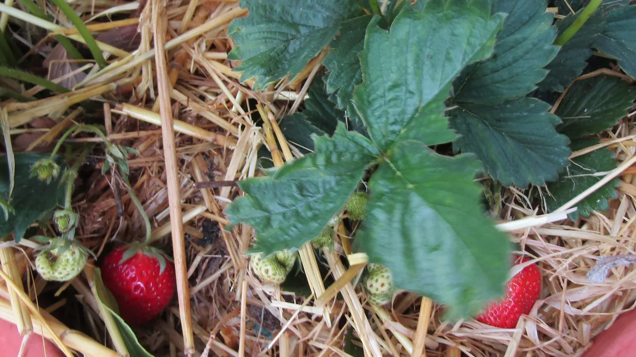 Morango
